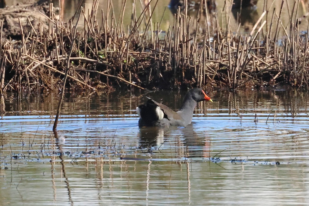 Dusky Moorhen - ML620811593