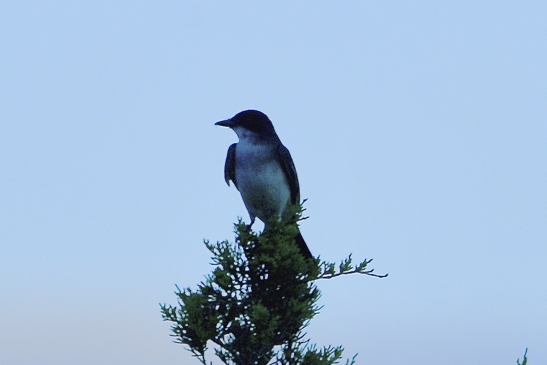 Eastern Kingbird - Beth Basile