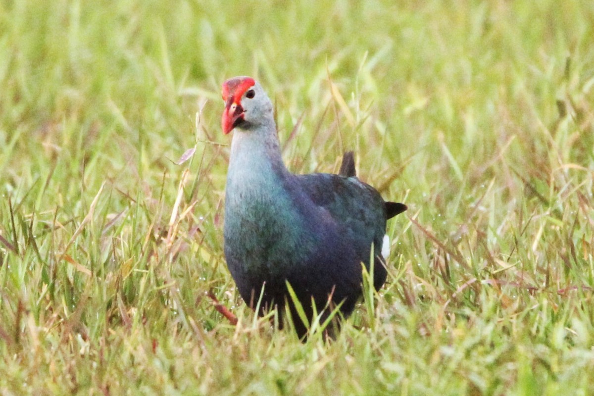 Gray-headed Swamphen - ML620811599