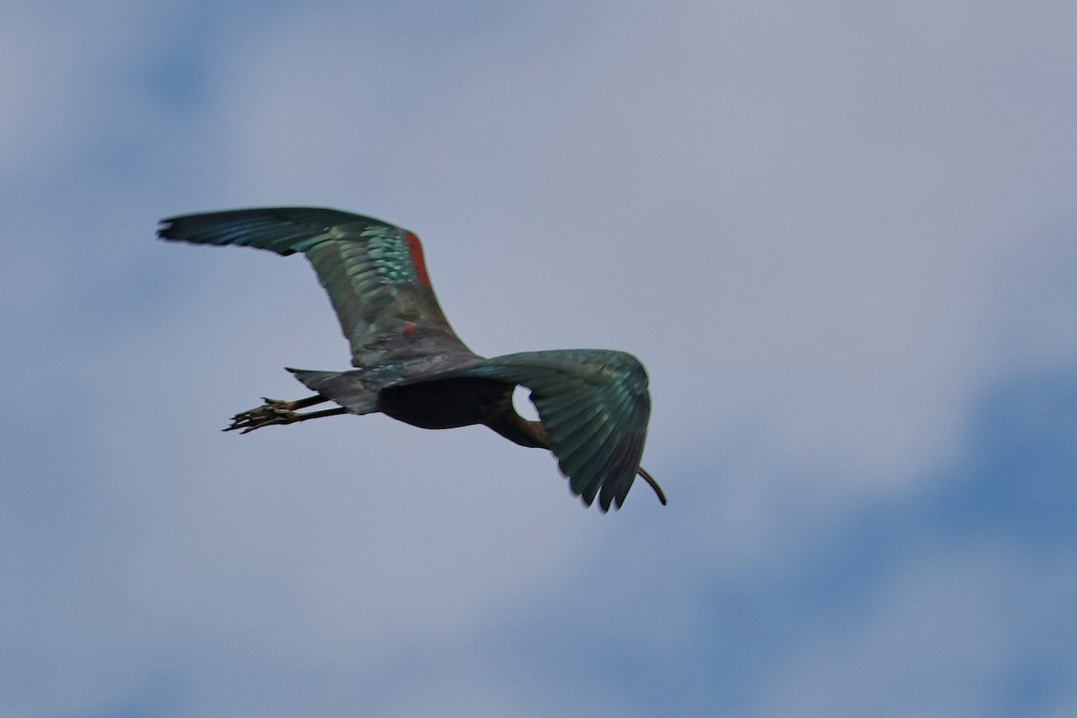 Glossy Ibis - ML620811603