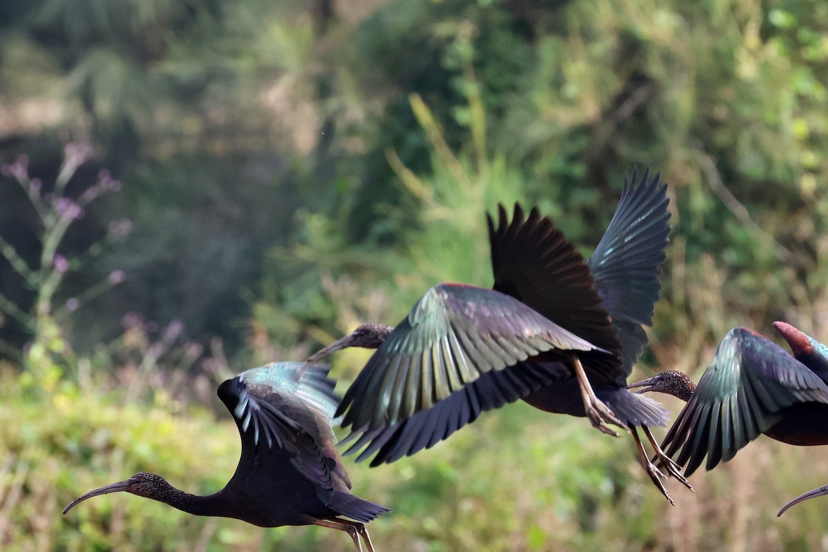 ibis hnědý - ML620811604