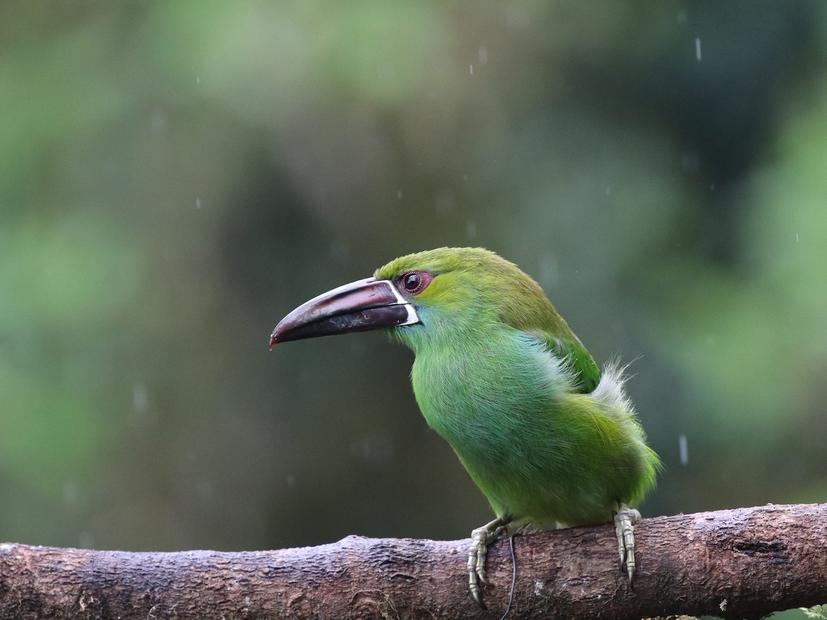 Crimson-rumped Toucanet - ML620811605