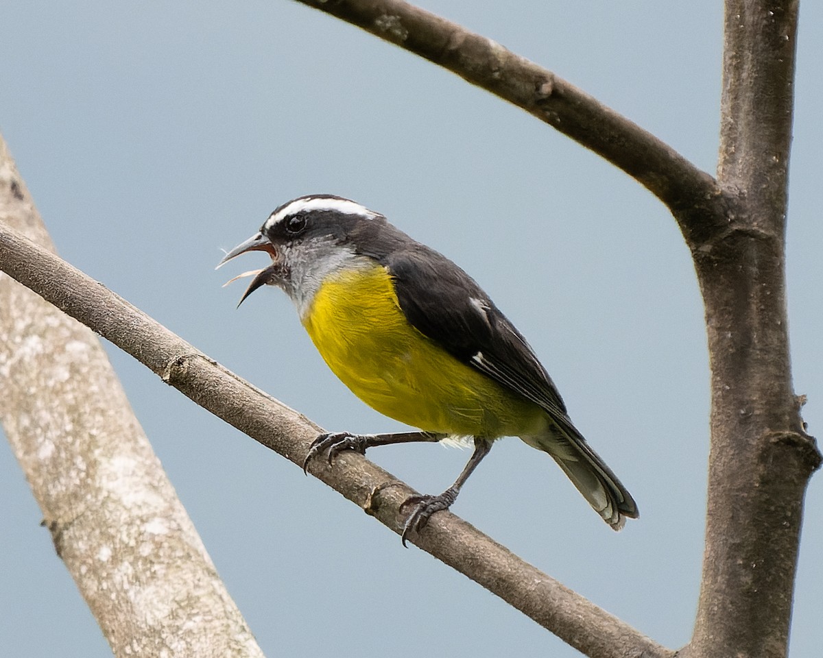 Bananaquit - Jairo Cadavid