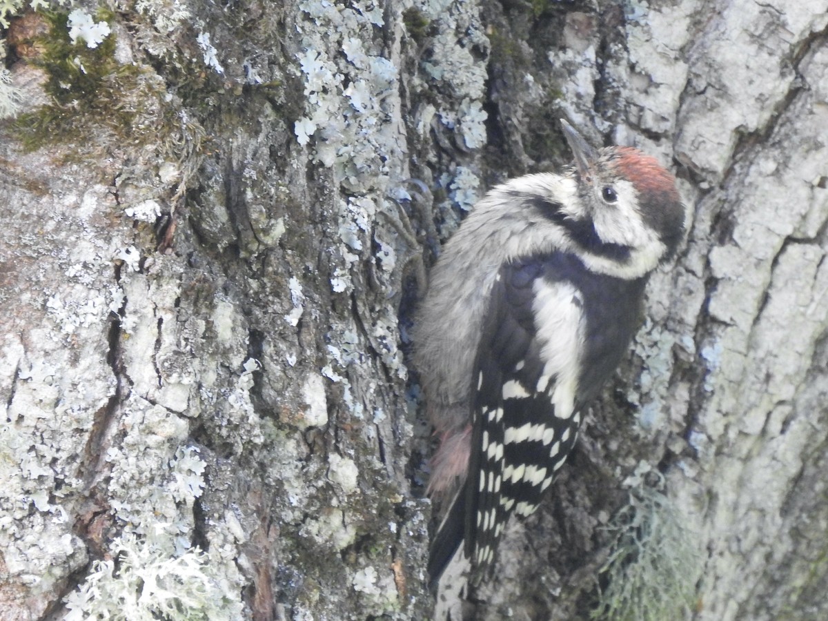 Middle Spotted Woodpecker - ML620811613