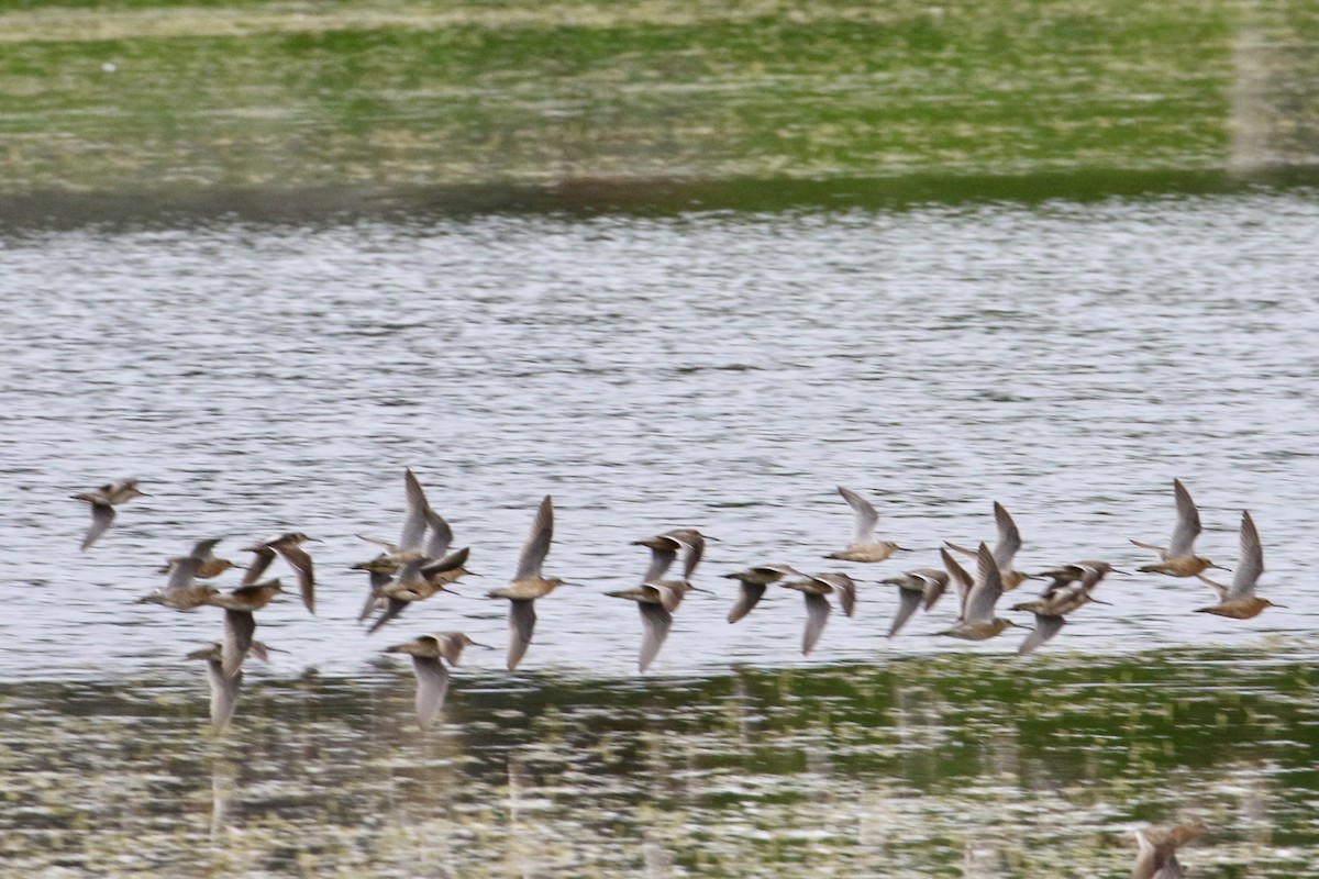 Hudsonian Godwit - ML620811615