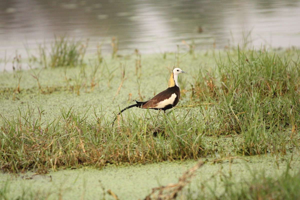 Pheasant-tailed Jacana - ML620811630