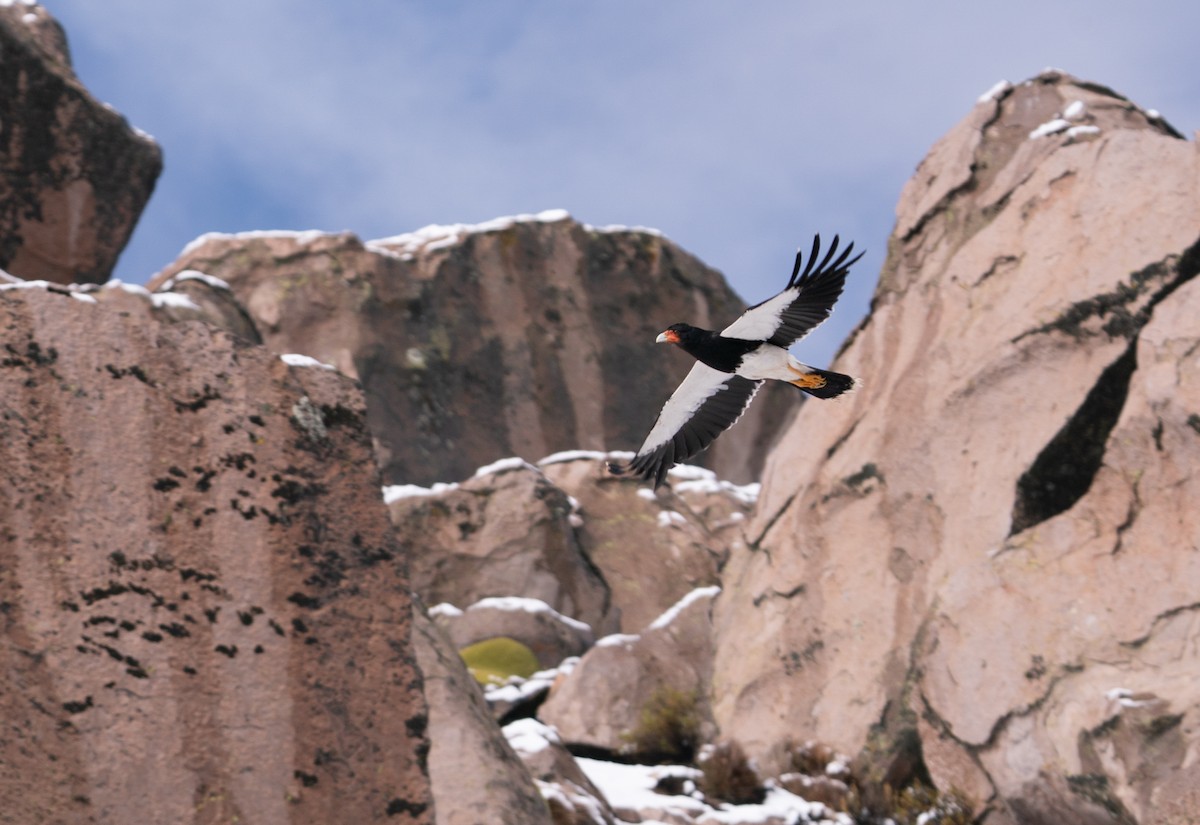 Mountain Caracara - ML620811635