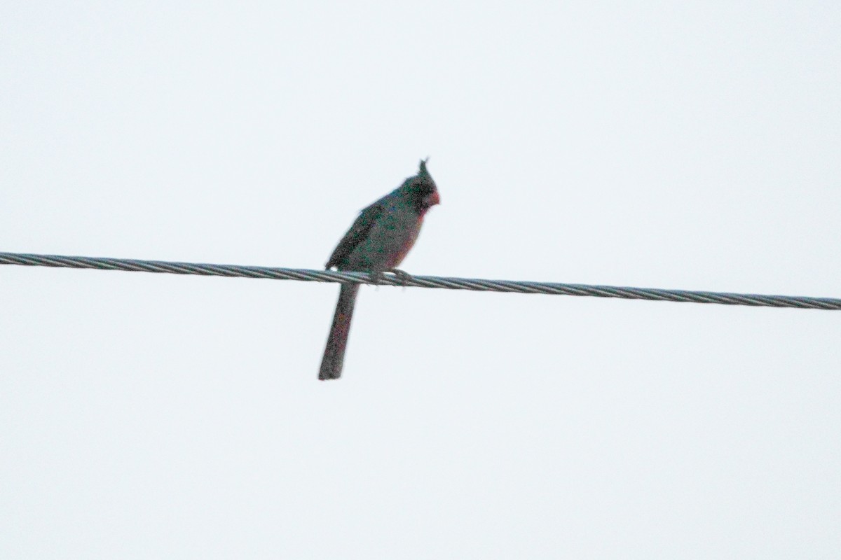 Cardinal pyrrhuloxia - ML620811645