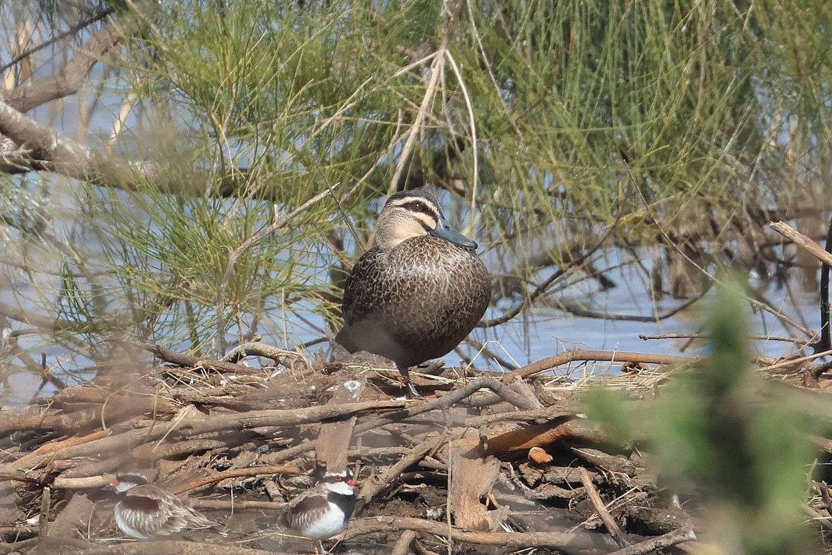 Canard à sourcils - ML620811648