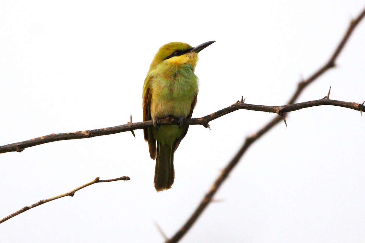 Asian Green Bee-eater - ML620811652