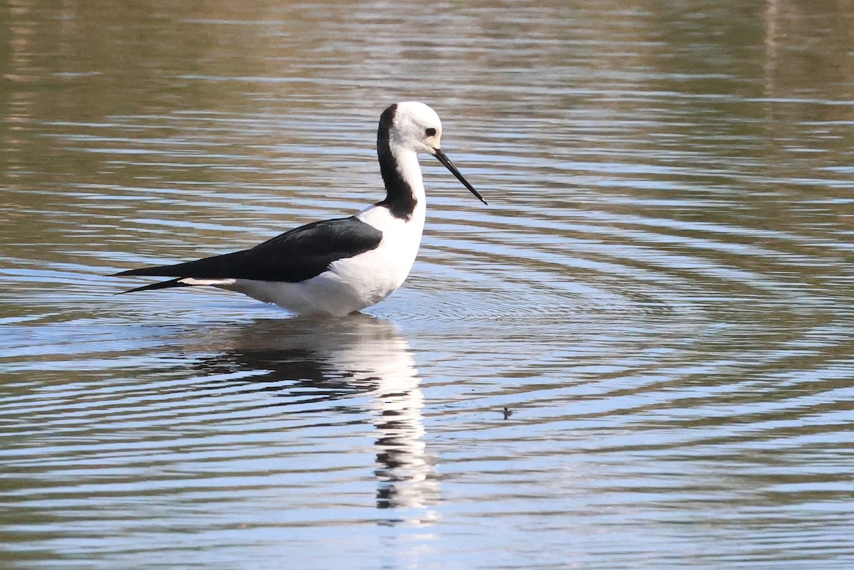 Pied Stilt - ML620811653