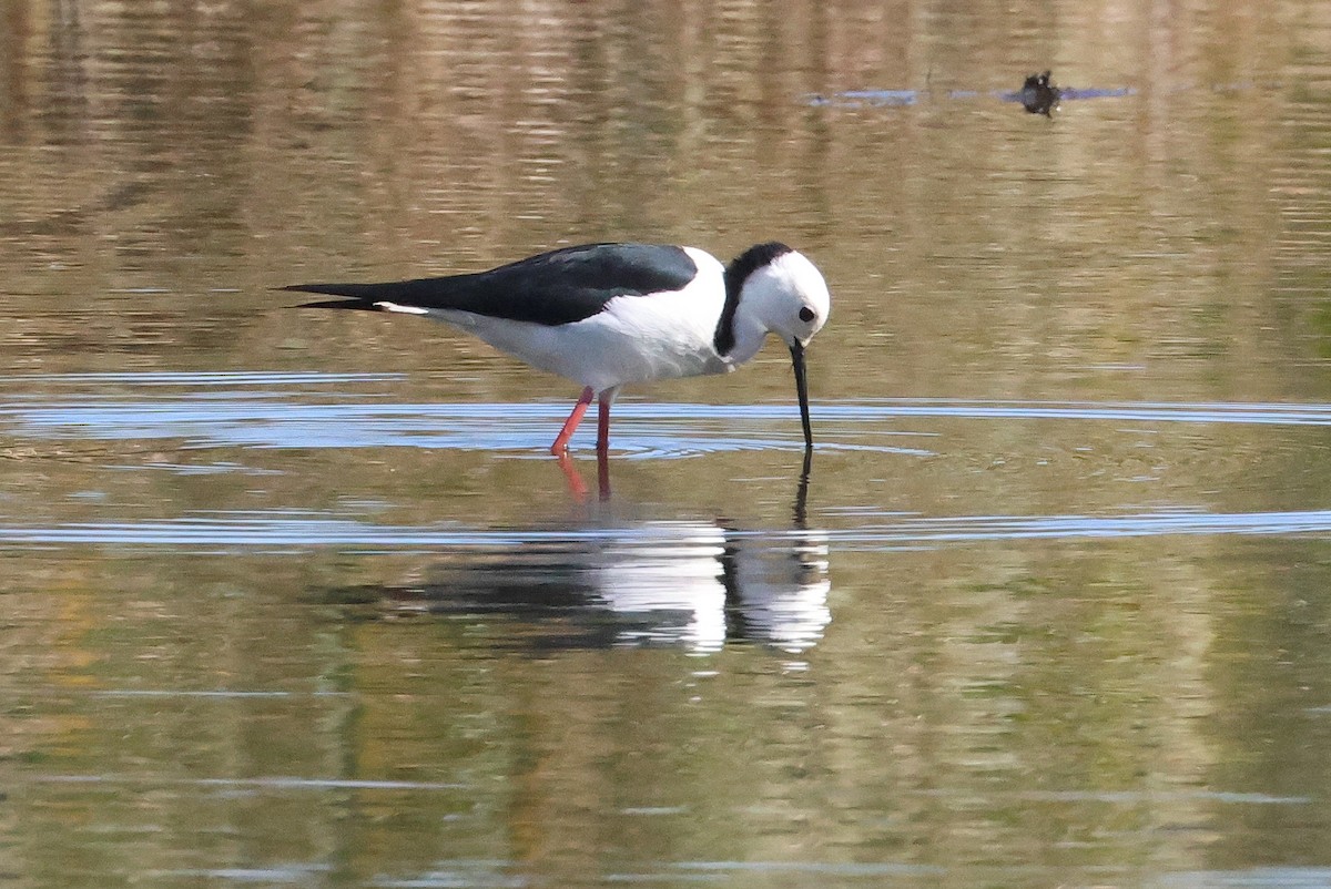 Pied Stilt - ML620811655