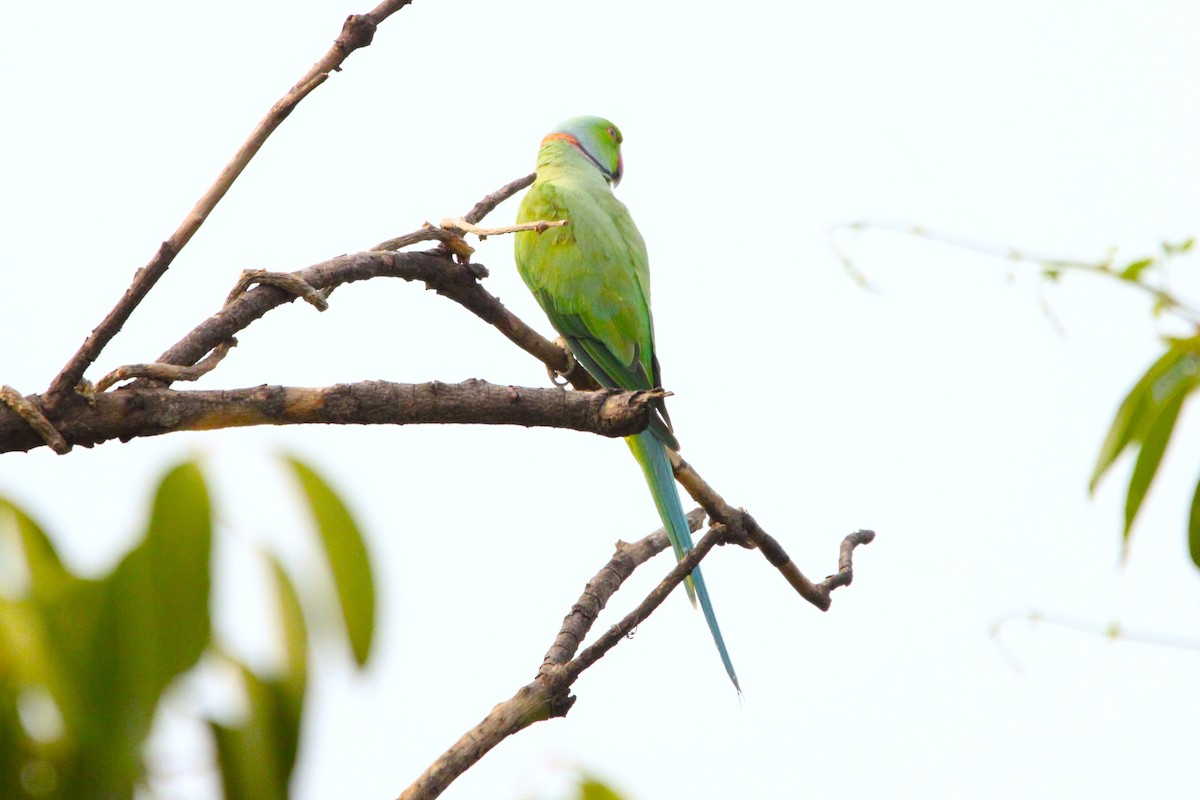 Rose-ringed Parakeet - ML620811657