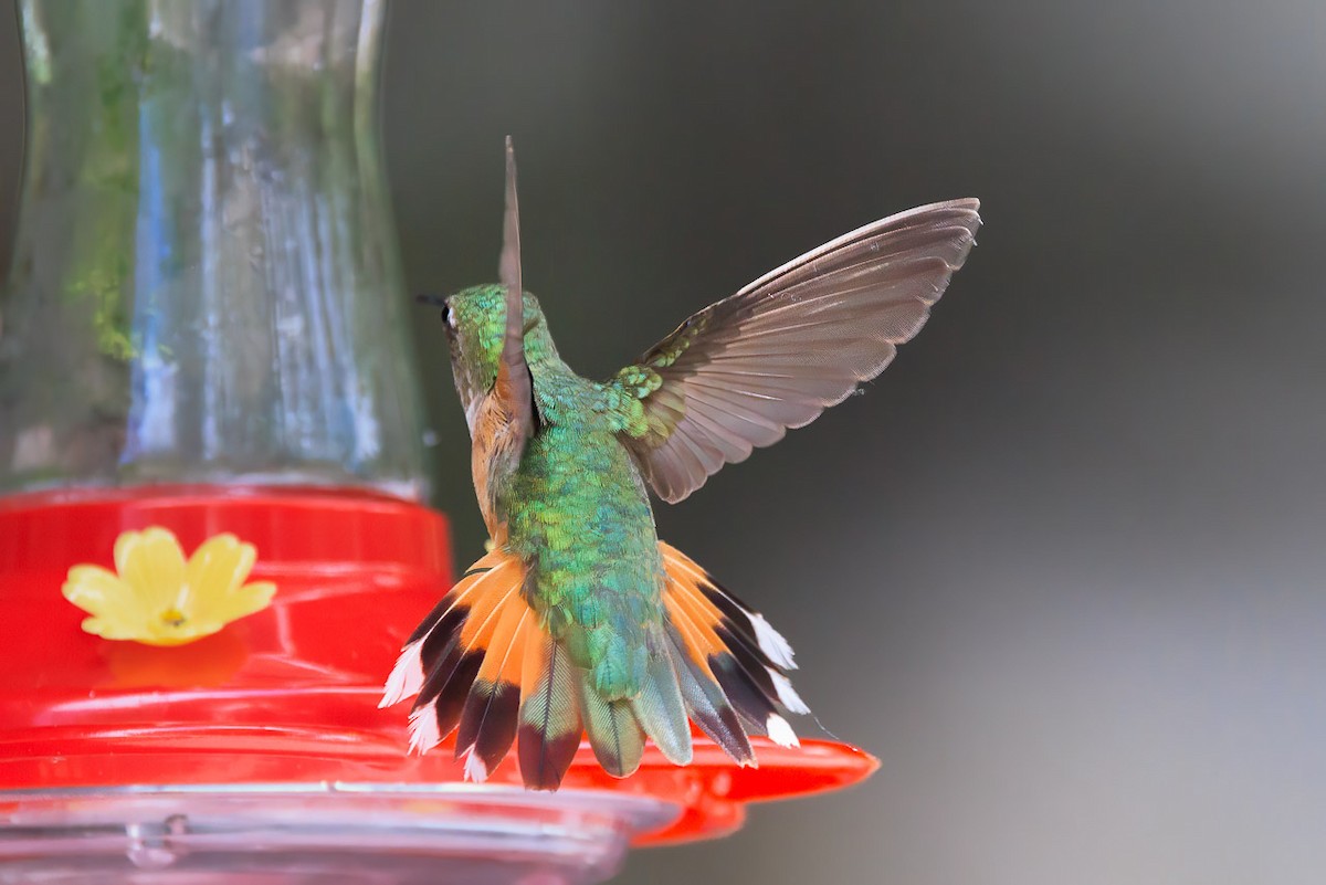 Broad-tailed Hummingbird - ML620811662