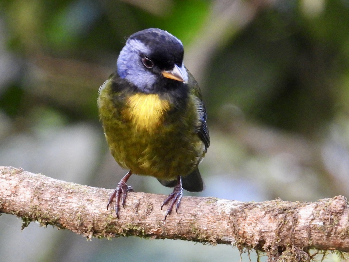 Moss-backed Tanager - ML620811664