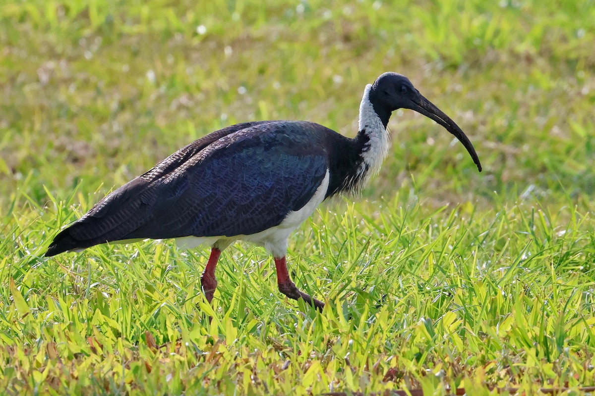 ibis slámokrký - ML620811666