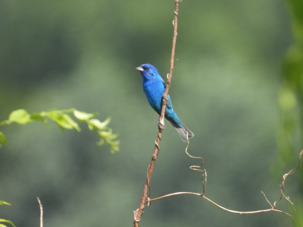 Indigo Bunting - ML620811667