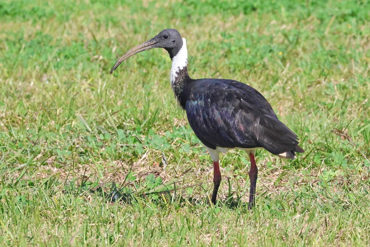 ibis slámokrký - ML620811668
