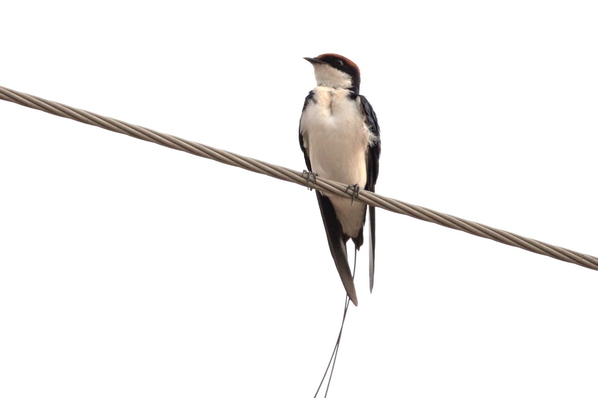 Wire-tailed Swallow - ML620811671