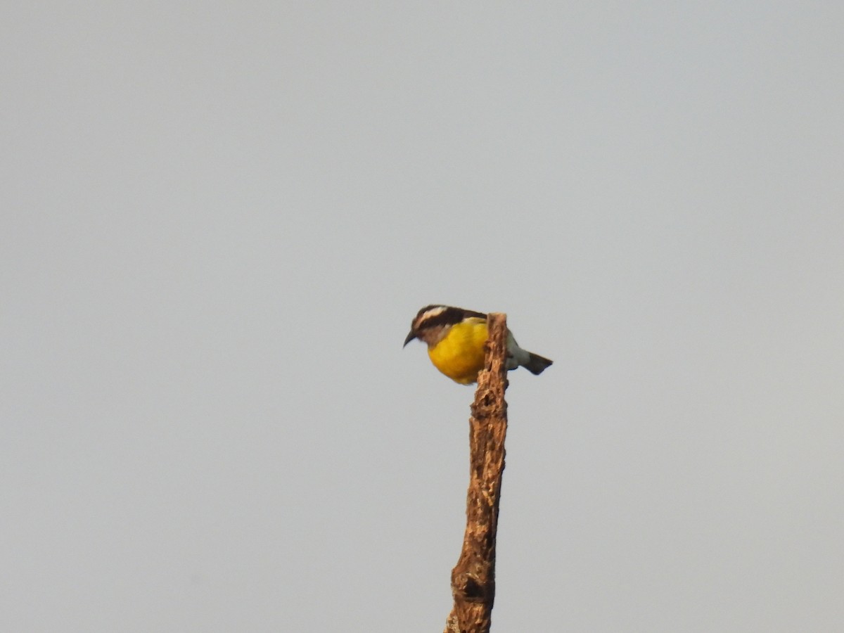 Sucrier à ventre jaune - ML620811673