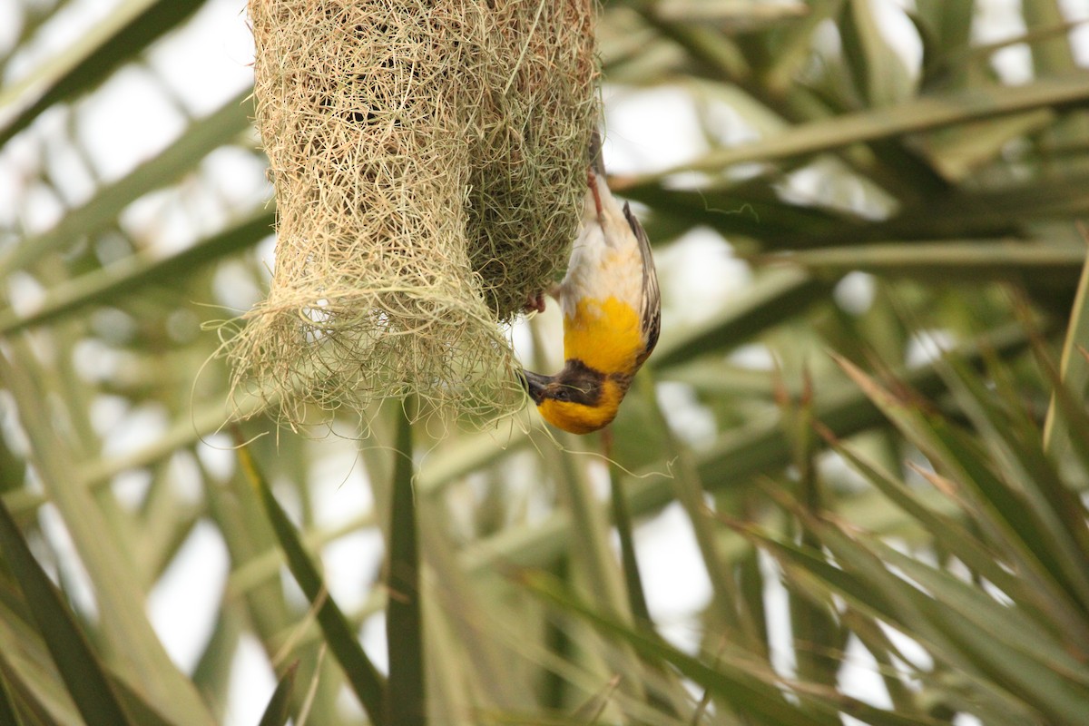 Baya Weaver - ML620811693