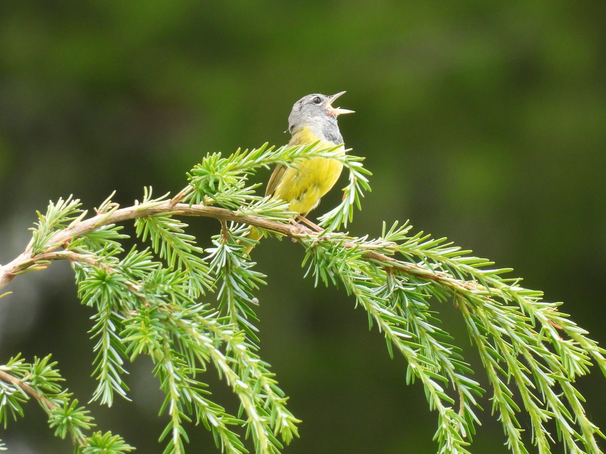 MacGillivray's Warbler - ML620811696