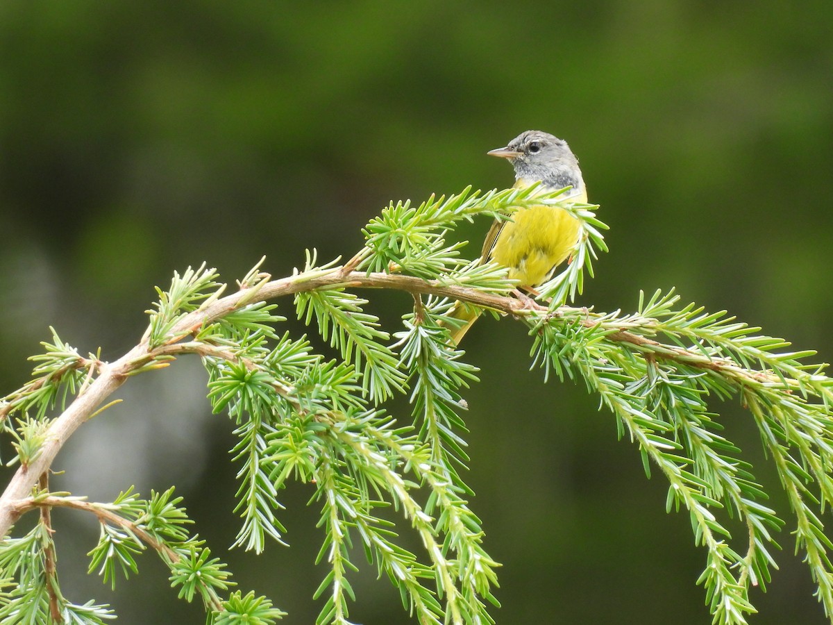 MacGillivray's Warbler - ML620811697