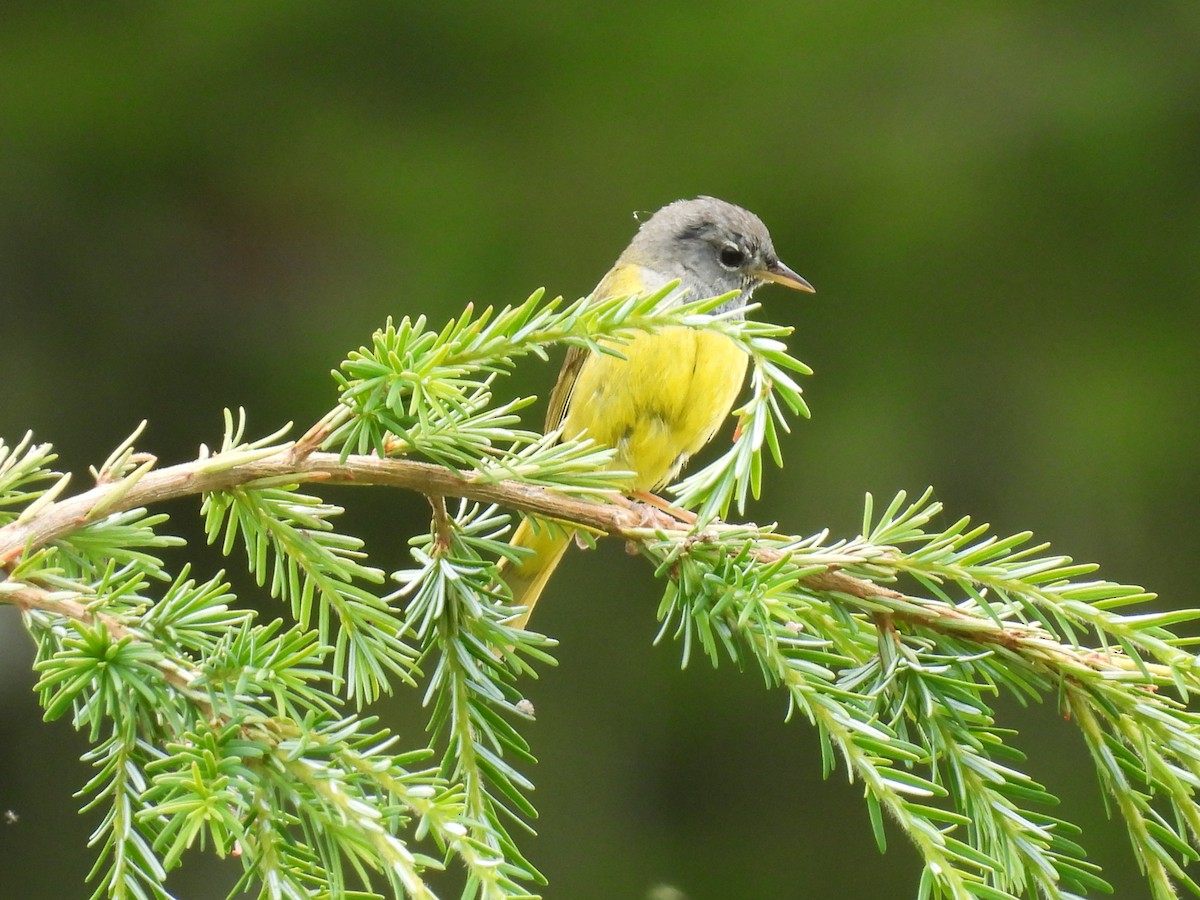 MacGillivray's Warbler - ML620811699