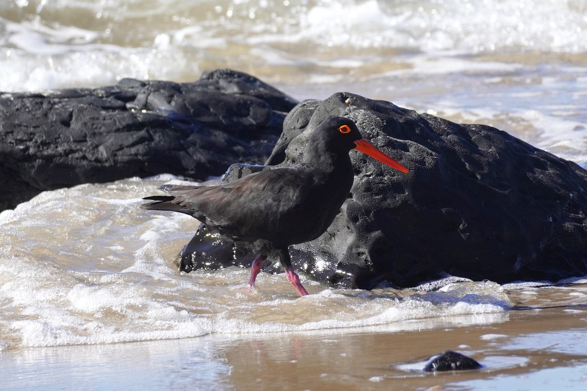 Sooty Oystercatcher - ML620811700