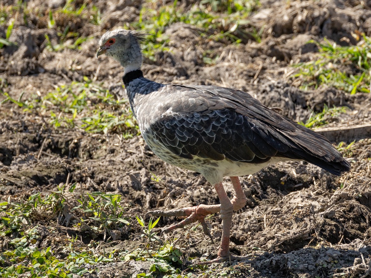 Southern Screamer - ML620811705