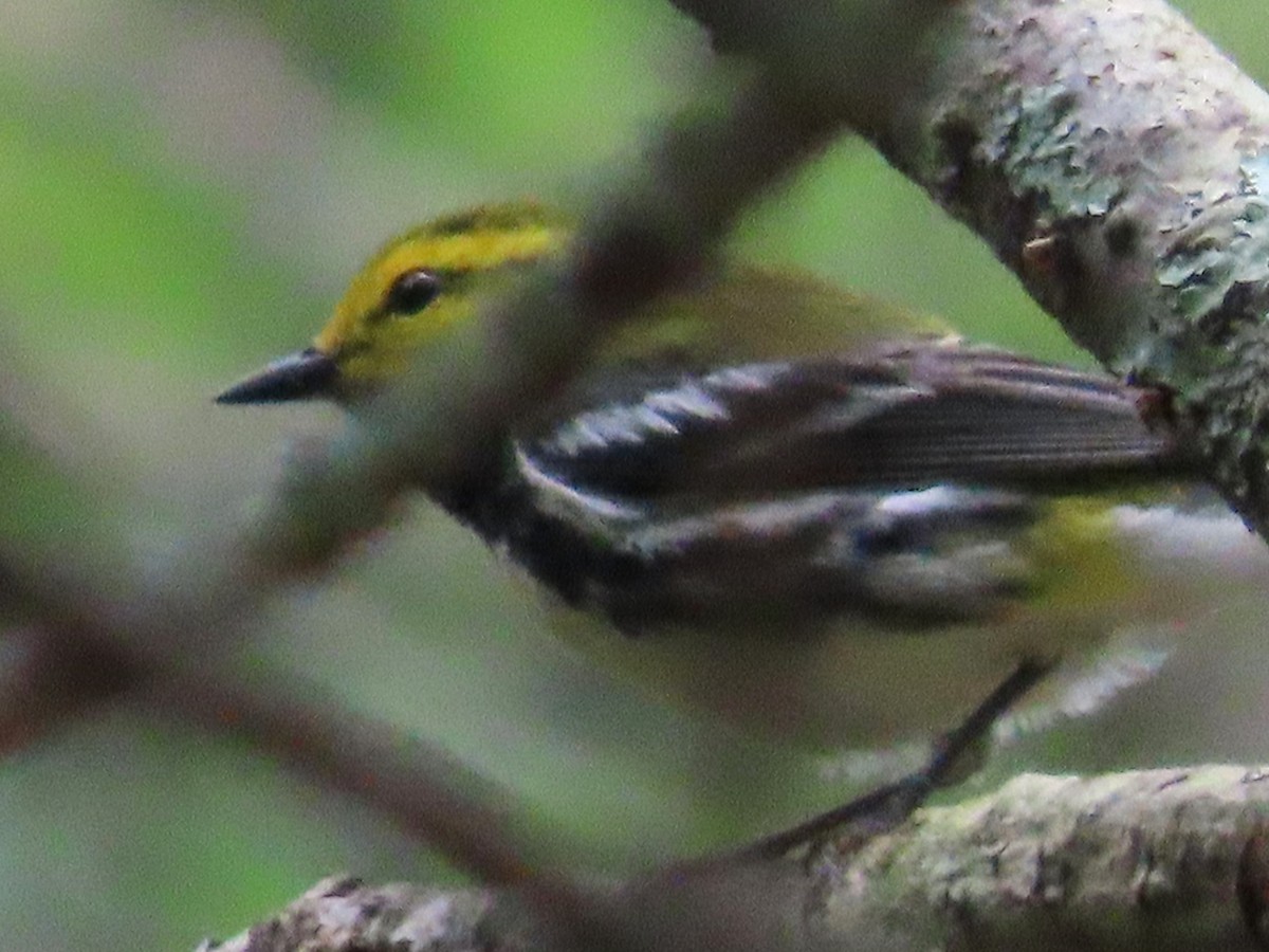 Black-throated Green Warbler - ML620811712