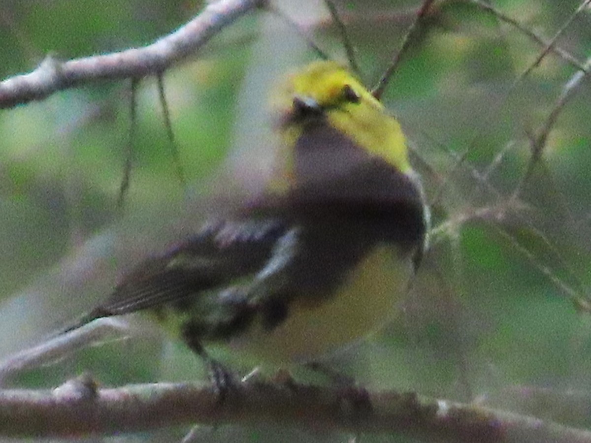 Black-throated Green Warbler - ML620811713