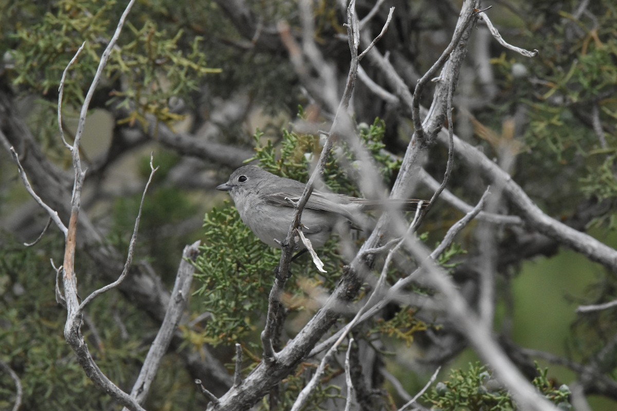 Gray Vireo - ML620811714