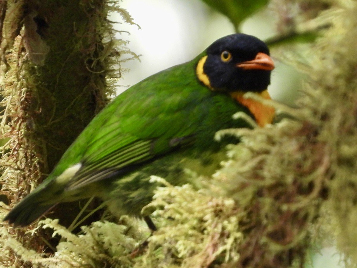 Orange-breasted Fruiteater - ML620811715