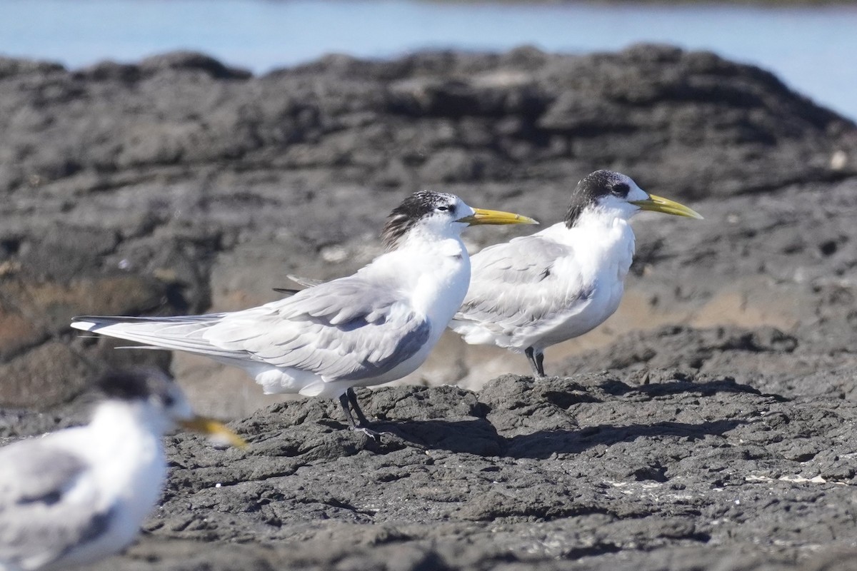 Great Crested Tern - ML620811721