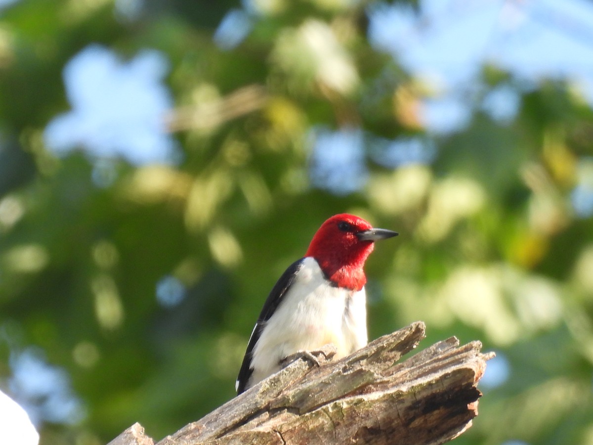 Red-headed Woodpecker - ML620811722