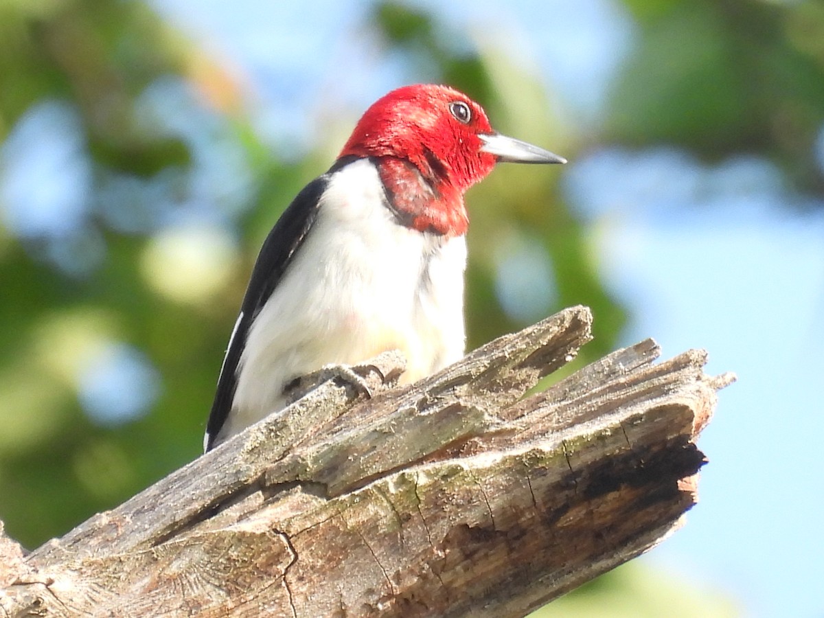 Red-headed Woodpecker - ML620811724