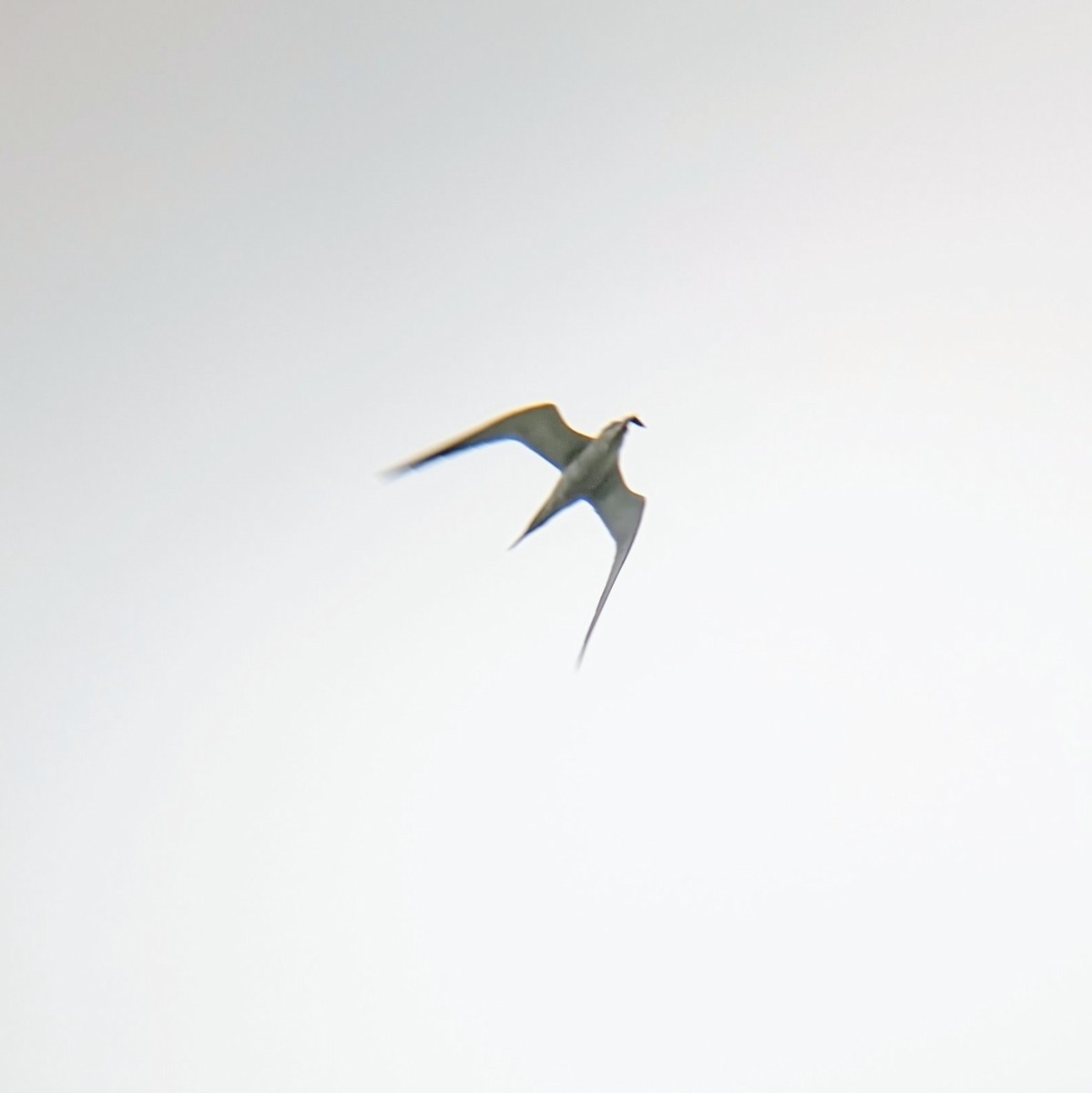 Common Tern - ML620811727