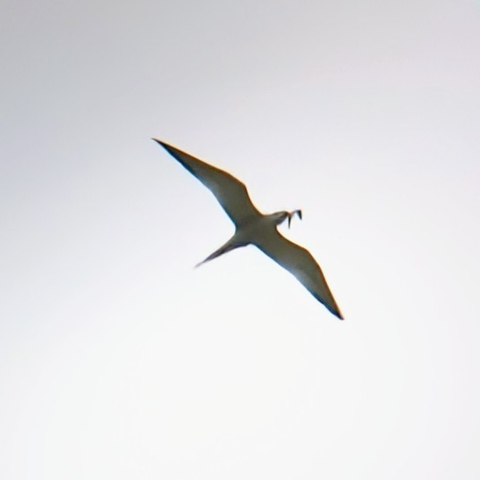 Common Tern - ML620811728