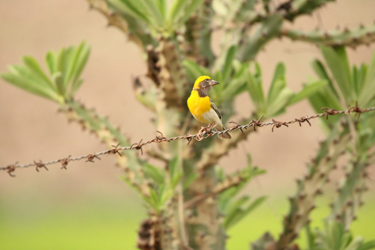 Baya Weaver - ML620811732