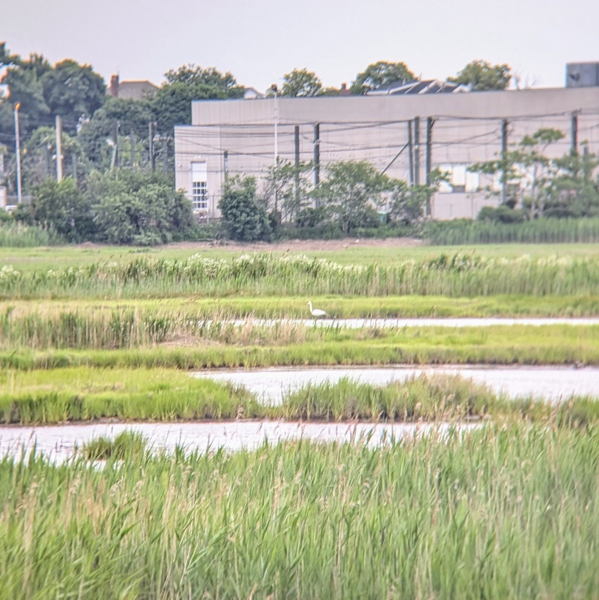 Great Egret - Molly C