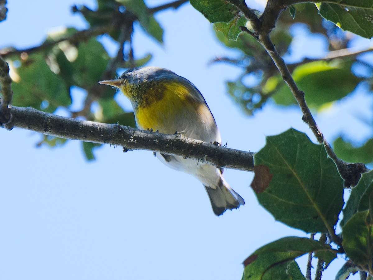 Northern Parula - ML620811757