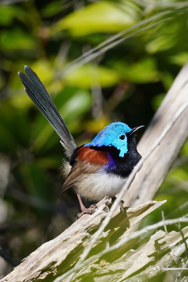 Variegated Fairywren - ML620811759