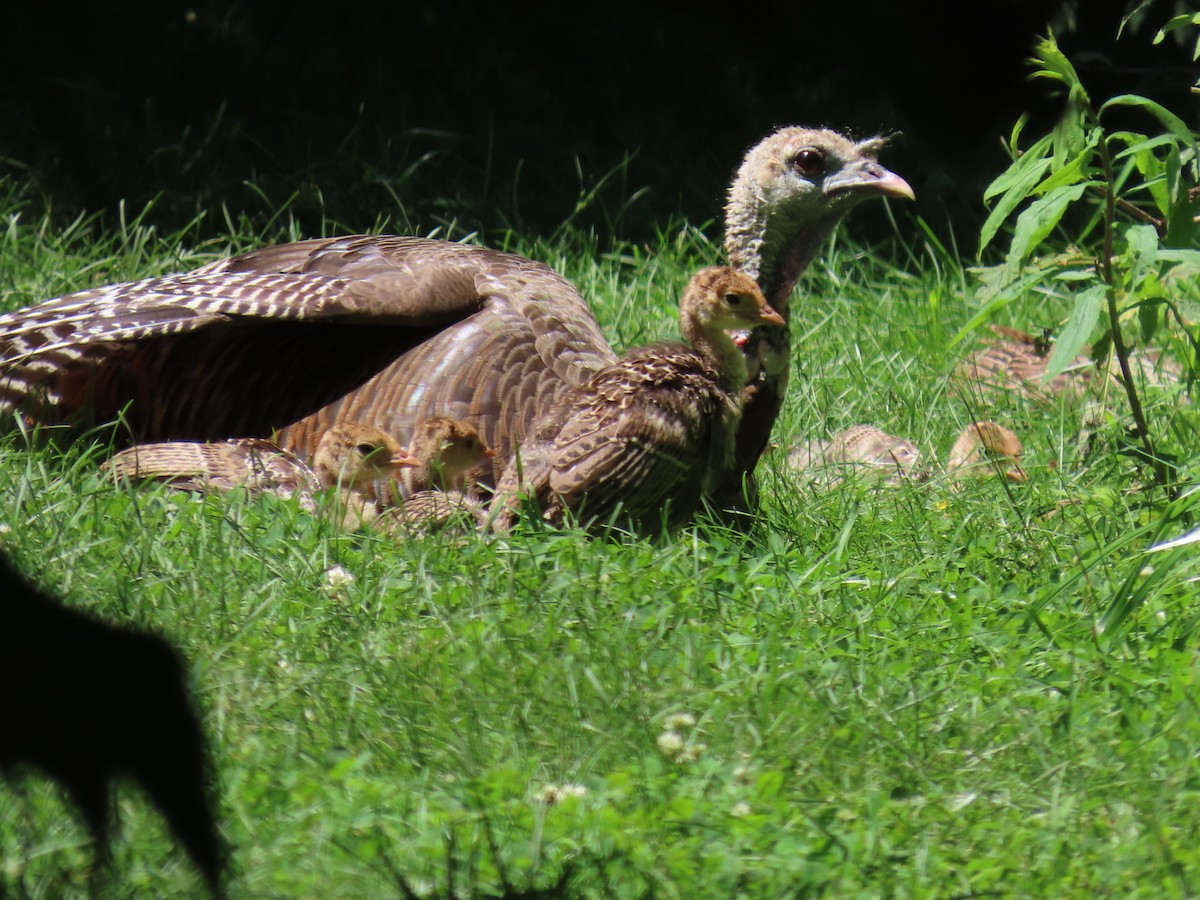 Wild Turkey - ML620811763