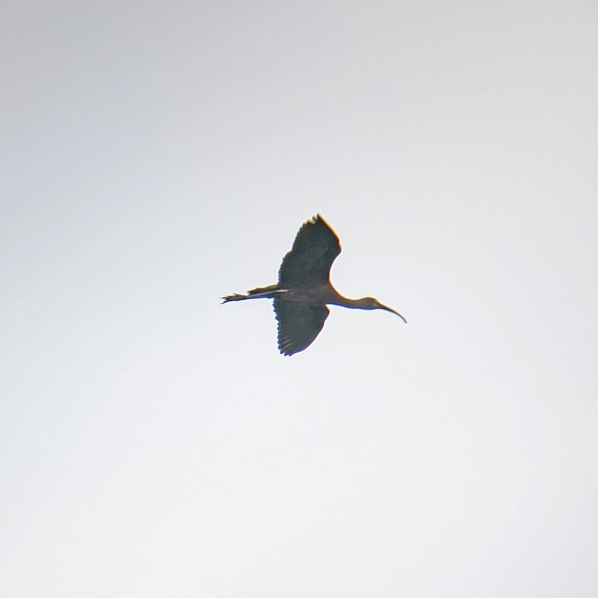 ibis hnědý - ML620811764