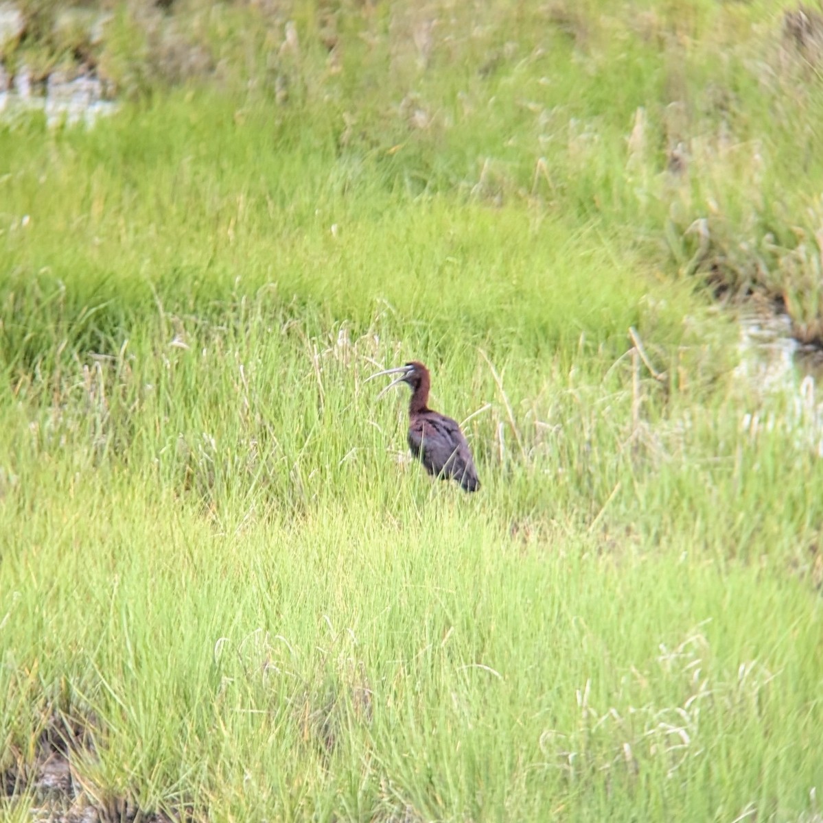 Glossy Ibis - ML620811765