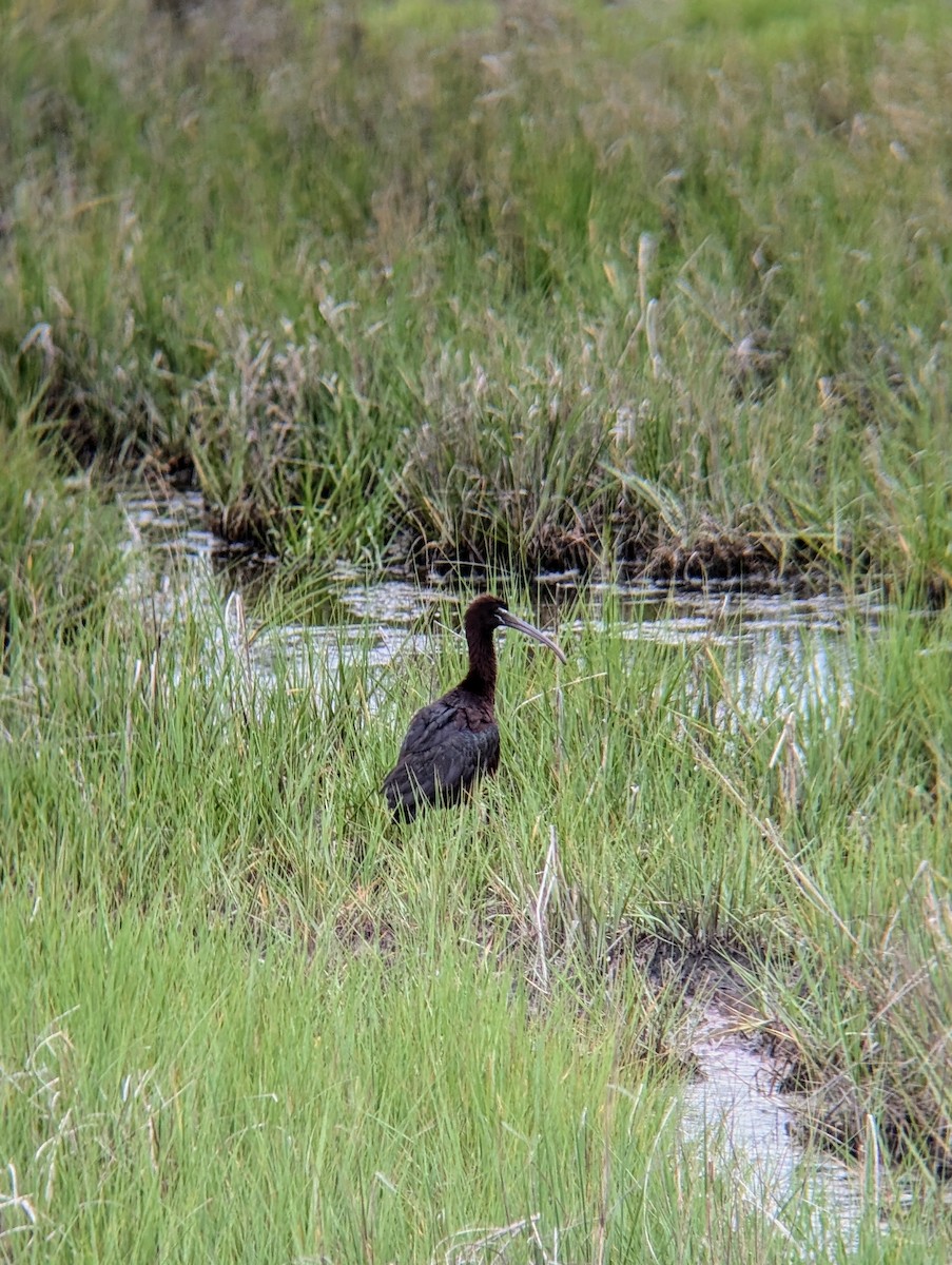 Glossy Ibis - ML620811766