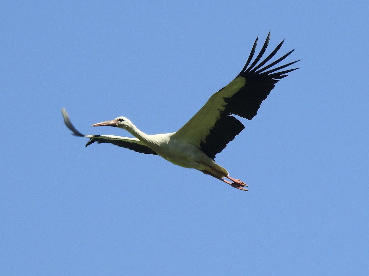 White Stork - ML620811767