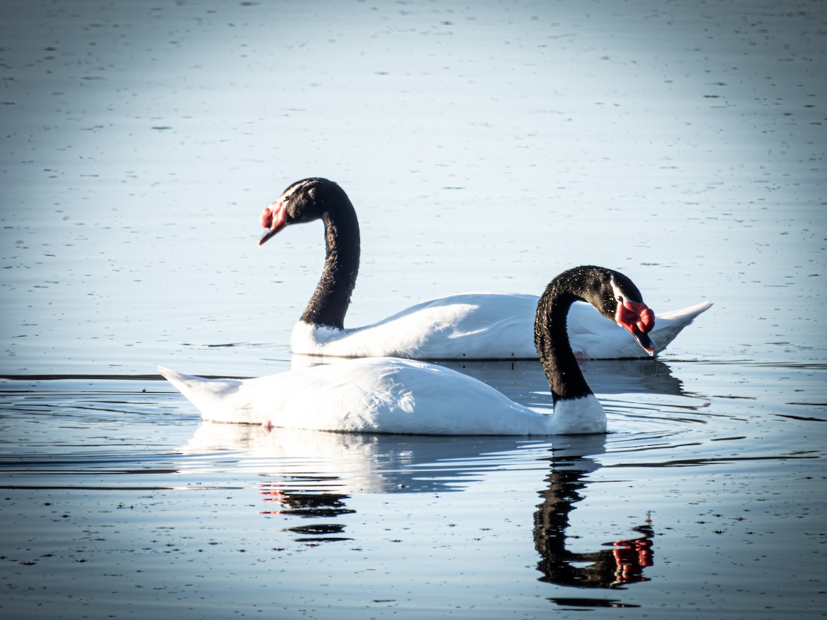 Black-necked Swan - ML620811768