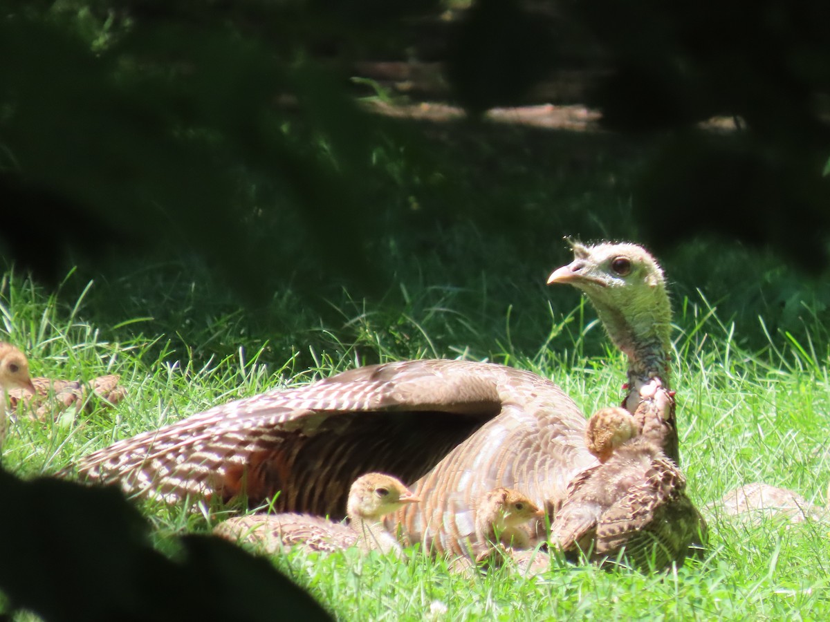 Wild Turkey - ML620811769